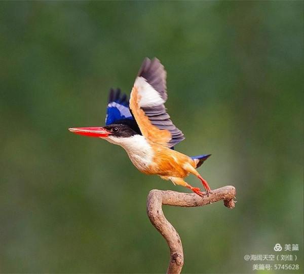 自然界中最美的鳥兒之一藍翡翠