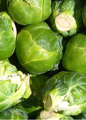 小冬瓜西瓜捲心菜……迷你蔬果的來歷你都瞭解嗎? 小冬瓜西瓜捲心菜……迷你蔬果的來歷你都瞭解嗎?