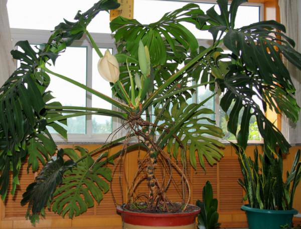 家庭裡最適合養4種“大植物”,不僅是“天然造氧機”,還好活 家庭裡最適合養4種“大植物”,不僅是“天然造氧機”,還好活