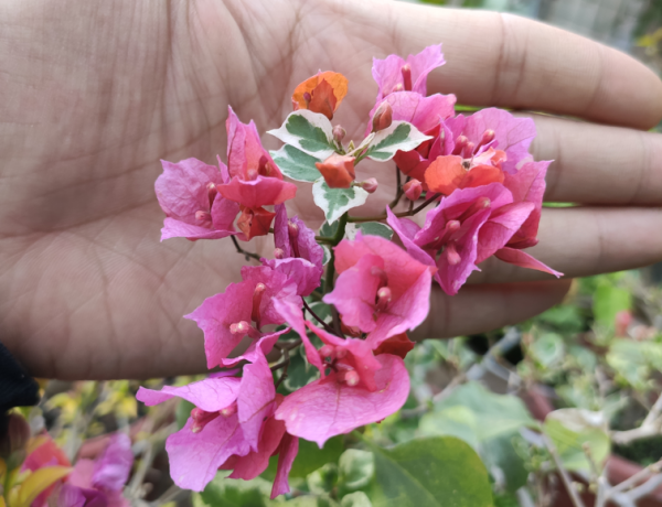 秋季三角梅滿頭花苞，這4件事做錯一件，都會縮短花期，引起落蕾