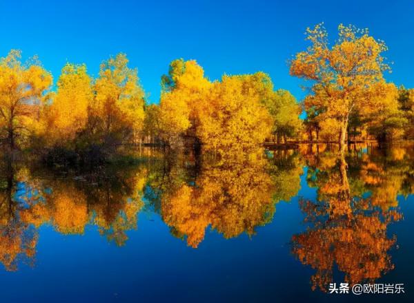 國內這6個地方的胡楊林，美得無法無天！此生一定要去看一次