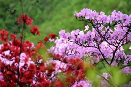 分享——杜鵑花