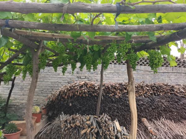 一棵葡萄樹，天然遮陰棚，養殖省力好打理