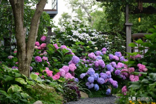 冬日裡依舊盛開的大花繡球，白色天使 | 園丁