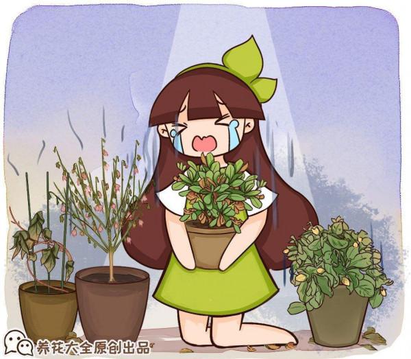 3種花好看是好看，就是價格高還特難養，新手還是放棄吧