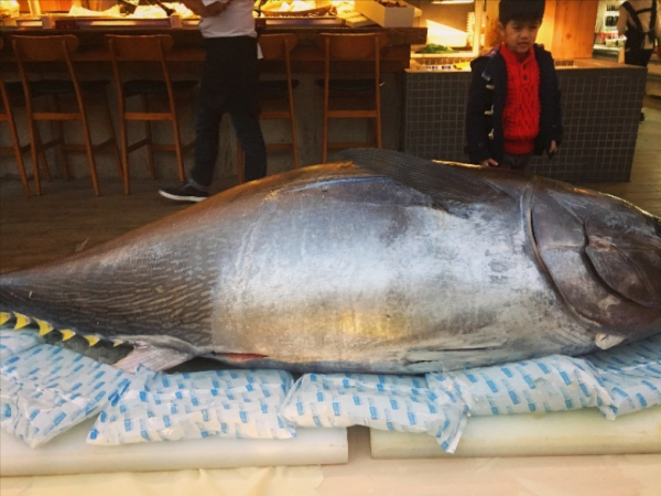 有人說無鱗魚少吃,有啥科學依據?聽聽專家怎麼說 有人說無鱗魚少吃,有啥科學依據?聽聽專家怎麼說