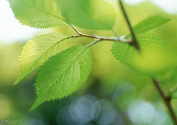 袁隆平：當代英雄，世代功臣，千秋功績