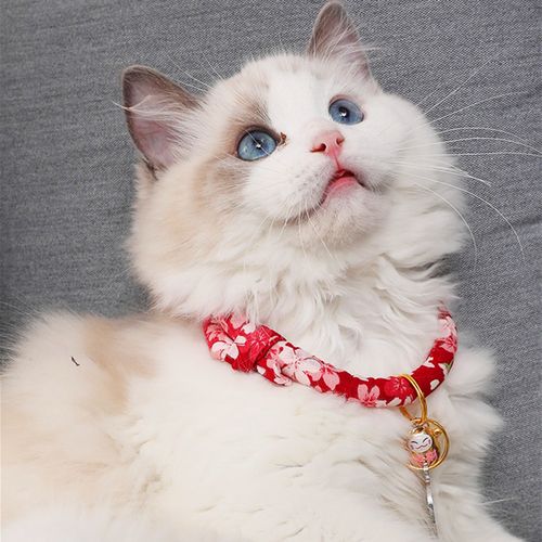 貓咪1歲=人的7歲,早已是過去式,附上最新的年齡換算表 貓咪1歲=人的7歲,早已是過去式,附上最新的年齡換算表