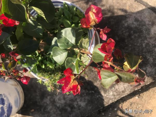 非常驚訝的印度畫報三角梅花色多變如魔幻般美麗 非常驚訝的印度畫報三角梅花色多變如魔幻般美麗