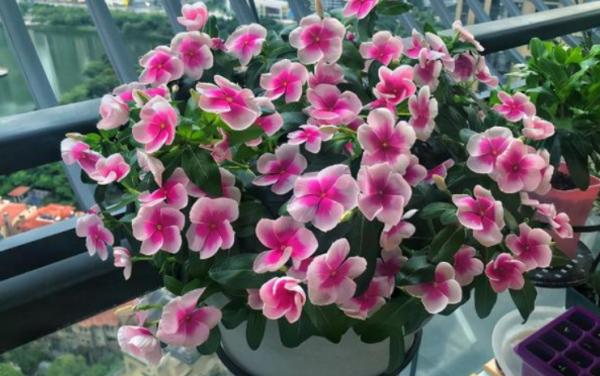 澆花，用好這4種“水”，效果就像打了激素，刺激植物瘋長