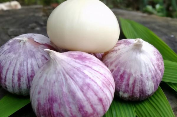 獨頭蒜是怎麼種出來的?高產口訣送給你 獨頭蒜是怎麼種出來的?高產口訣送給你