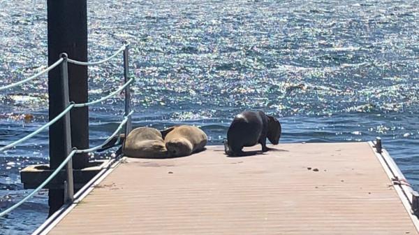 我們去南極結婚了 我們去南極結婚了