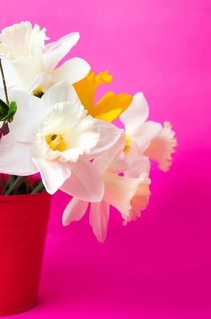 水仙花 大全 請欣賞 美極了