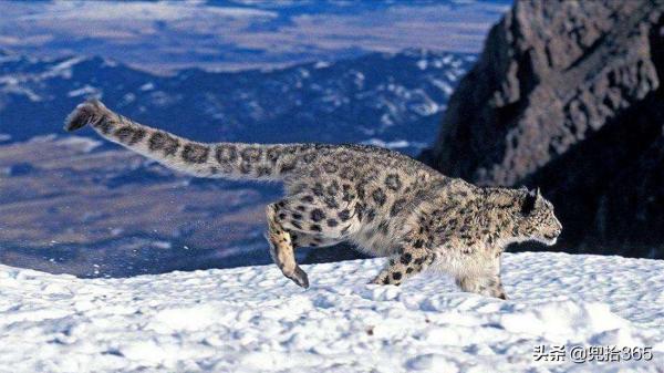 “雪山之王”首次現身內蒙古草原,牧民50年未見!專家:來自蒙古 “雪山之王”首次現身內蒙古草原,牧民50年未見!專家:來自蒙古