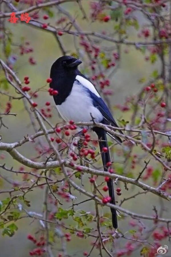九種只有農村能看到，城市看不到的小鳥兒