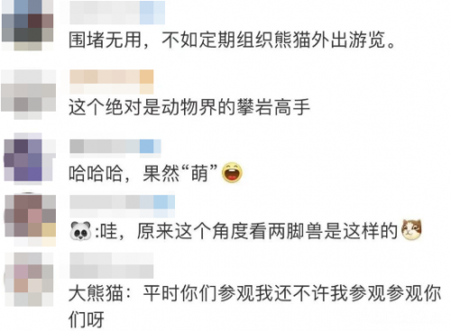 身輕如燕！大熊貓翻越圍欄去“參觀”人類，動物園：下不為例…