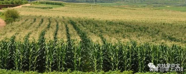 玉米高產栽培技術|合理密植是關鍵 玉米高產栽培技術|合理密植是關鍵