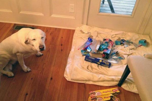 因搞破壞被抓時的狗狗,它的表情我能笑一天 因搞破壞被抓時的狗狗,它的表情我能笑一天