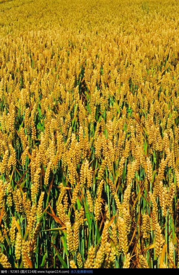 打卡第八十三天 清水辟穀減肥第七十六天 打卡第八十三天 清水辟穀減肥第七十六天