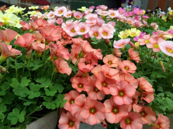 秋天想讓院子“美如畫”,種上這4種花,顏色別緻顏值高 秋天想讓院子“美如畫”,種上這4種花,顏色別緻顏值高