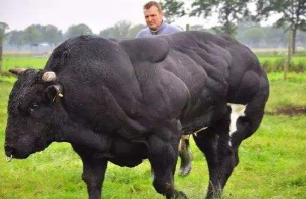 著名肉牛一天能長3斤肉,肌肉發達肉質細膩,為何我國不引入呢? 著名肉牛一天能長3斤肉,肌肉發達肉質細膩,為何我國不引入呢?