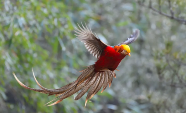 16年，放羊老農發現幾隻“金雞”，誤當鳳凰養4年，後有意外收穫