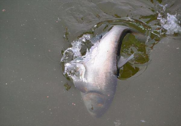 弄明白不同的魚泡代表什麼意義,水面下有什麼魚,一目瞭然 弄明白不同的魚泡代表什麼意義,水面下有什麼魚,一目瞭然