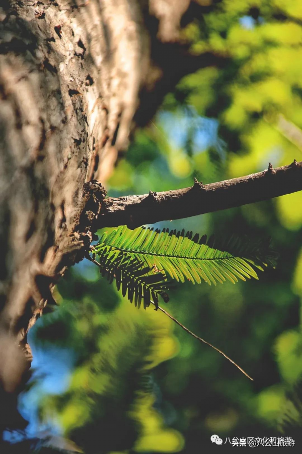 這十條來八公山的理由，看完你還不心動嗎？
