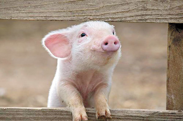 豬擁有什麼樣的神奇技能，可以在地球上進化4000萬年至今？