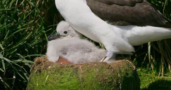 神鳥海東青是女真人的圖騰，速度無人能及，能有多快呢？