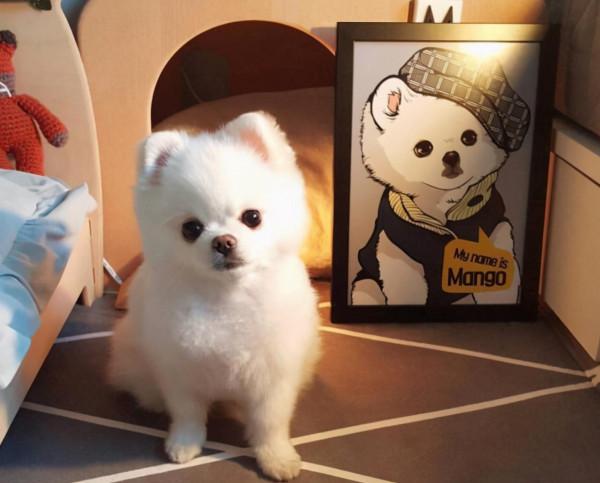 新手寵主這樣養“博美犬”,很快就上手了 新手寵主這樣養“博美犬”,很快就上手了