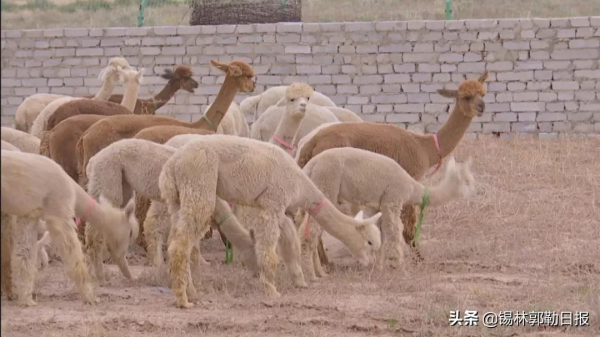 錫盟一地引進1000餘隻羊駝