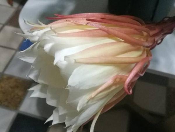 曇花夏天如何養？做好4個方面，整個夏天花開滿盆