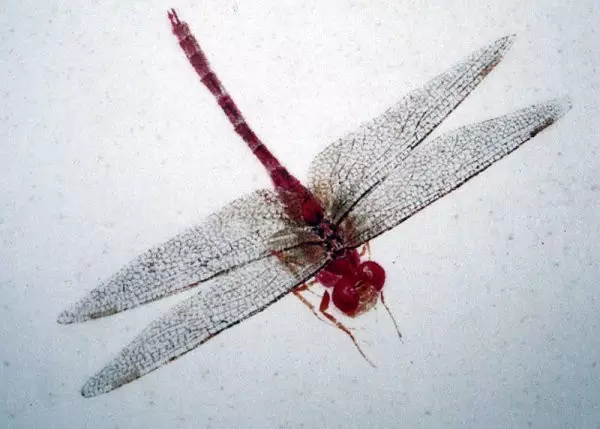 齊白石筆下的飛蟲,精細之極 齊白石筆下的飛蟲,精細之極