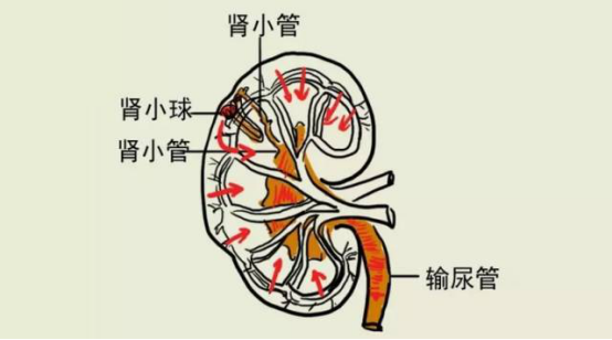 腎好不好一泡尿就能知曉？尿液常有幾種變化，需給腎做檢查