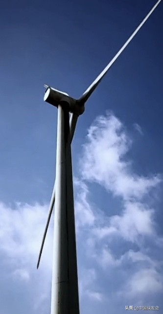 被風力發電機擊落的禿鷲,它還有救嗎？|缺乏生物多樣性評價引人憂