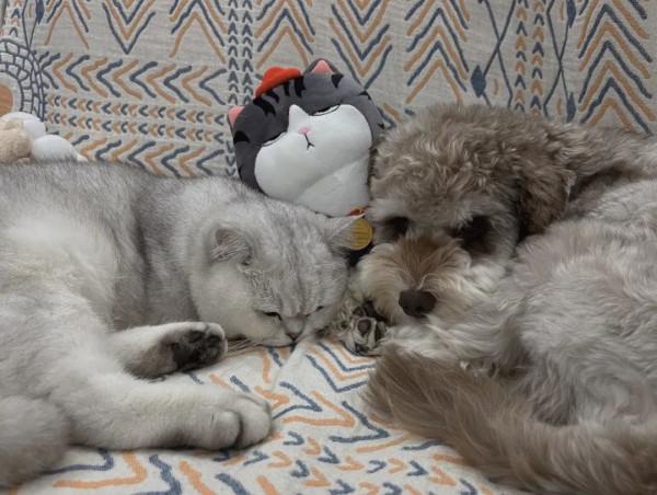 當代青年社交新本領:記住同事的寵物名 當代青年社交新本領:記住同事的寵物名