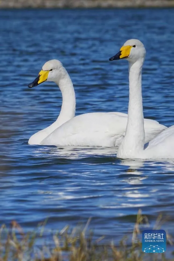 生態美丨天鵝之戀