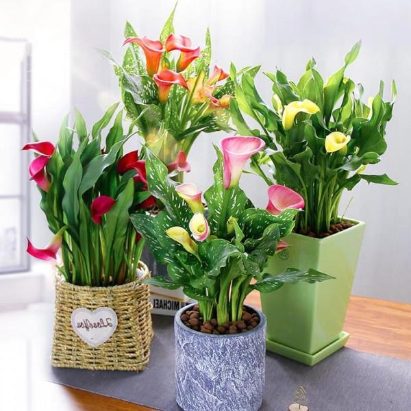 喜歡水的“7種花”,天天澆水也不怕,適合勤快的人 喜歡水的“7種花”,天天澆水也不怕,適合勤快的人