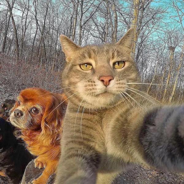 貓咪和狗狗不是天敵嗎，他們竟然在一起自拍，驚訝到我了？