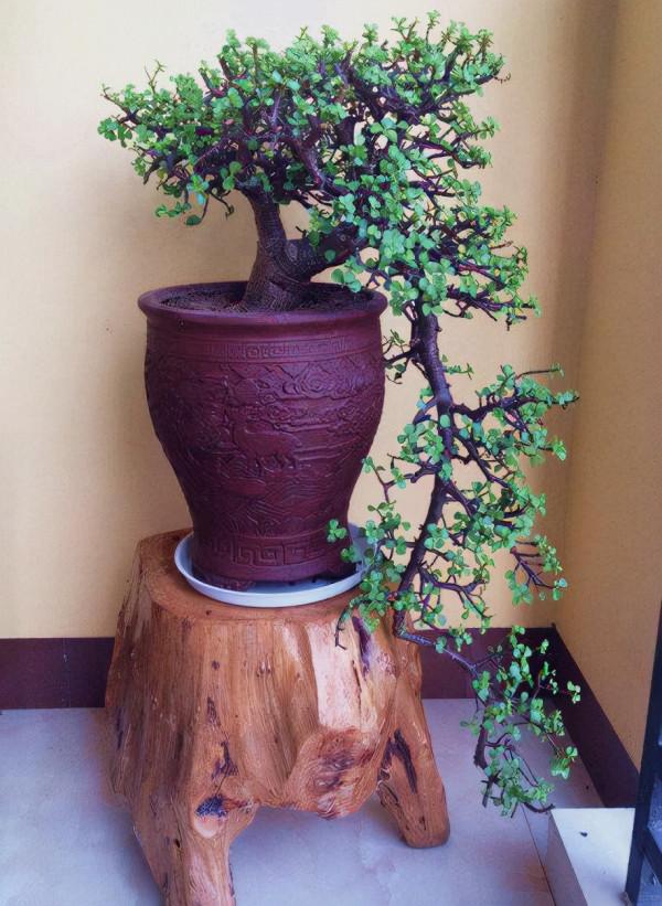 &OpenCurlyDoubleQuote;懶人&rdquo;就養這10種花，一個月不澆水也死不了，多曬少管更健壯