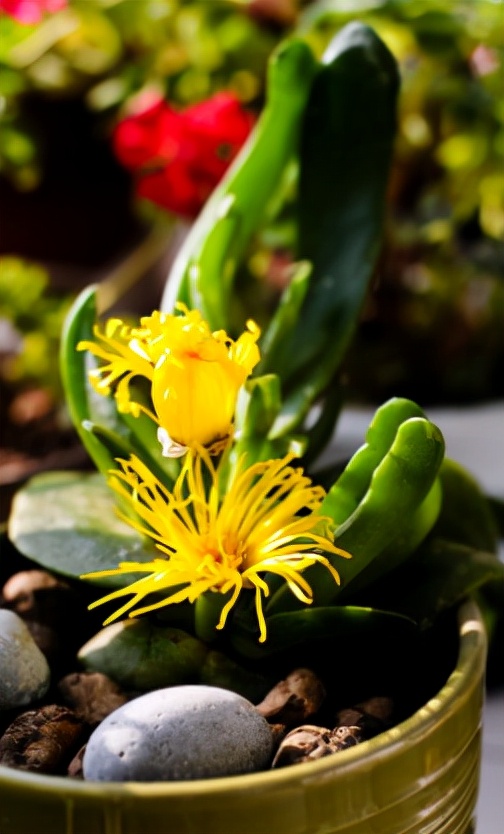 5種“醜花”很霸氣，不僅“美”獨特，而且吉利鎮宅，耐旱又好養