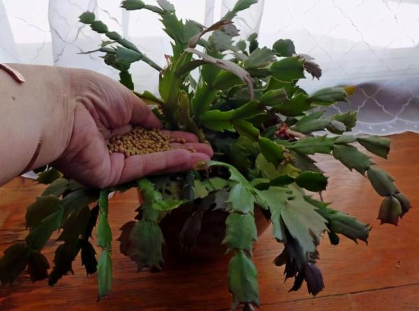 蟹爪蘭軟趴趴，葉子蔫不開花，避開3個&OpenCurlyDoubleQuote;痛點&rdquo;，過年開成花大樹