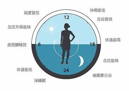 生物鐘是玄學?不!它暗戳戳影響著你的代謝,衰老,生殖,抑鬱,腫瘤…… 生物鐘是玄學?不!它暗戳戳影響著你的代謝,衰老,生殖,抑鬱,腫瘤……