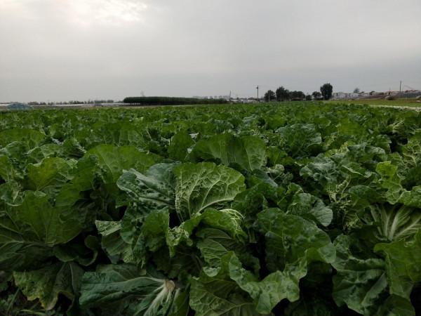 白菜澆水小技巧，方法用對了，葉球充實，病害少