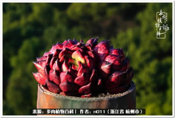 養多肉，莫忘初心，原本我只是想養一顆花