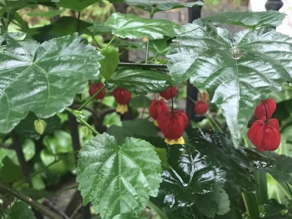 開著燈籠樣的花,你想不想種一盤? 開著燈籠樣的花,你想不想種一盤?