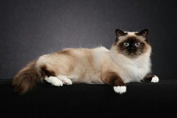 貓咪品種介紹大全！我們應該怎麼選擇適合自己的貓咪？