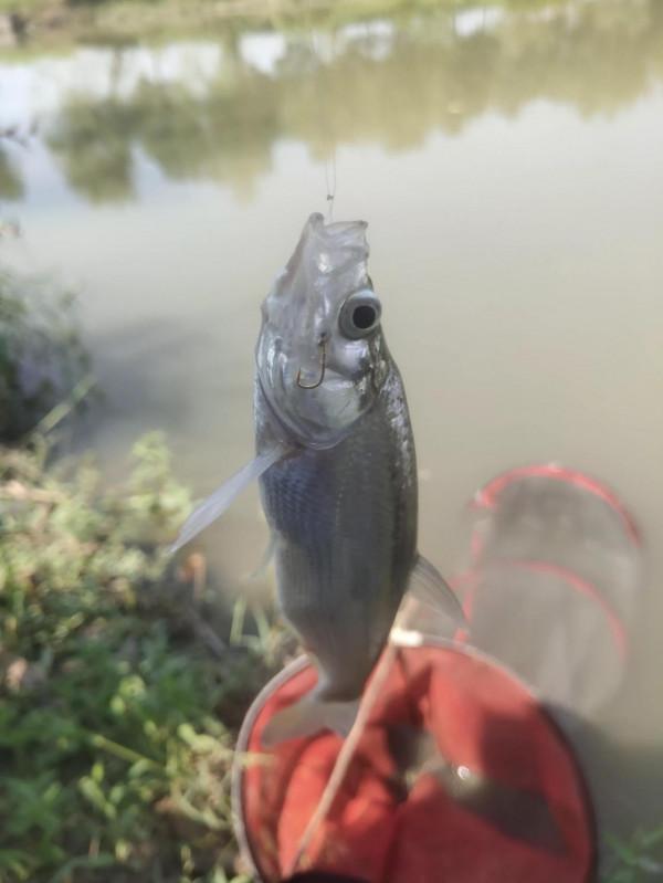 “秋天到，魚好釣”。但小魚鬧窩大魚難釣，釣大魚的方法來了