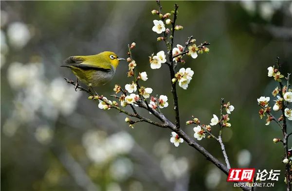 花鳥呈祥正是好兆頭！特別的祝福送給我們的2022年